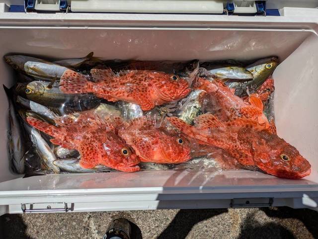 イサキ・オニカサゴ