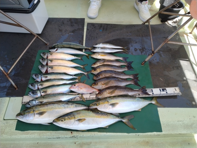 マダイ・マアジ・ハマチ(ブリ)・イサギ(イサキ)・マサバ