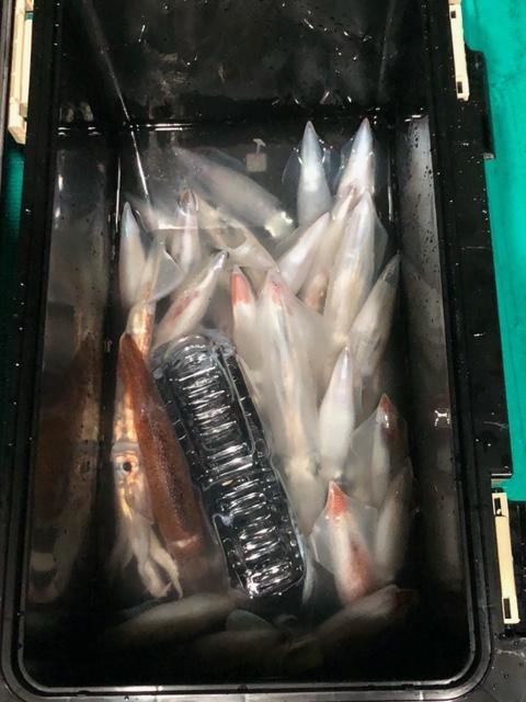 アカイカ(ケンサキイカ)