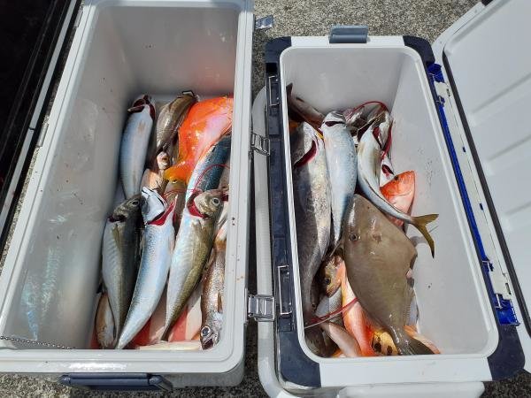 アカイサキ・アジ(マアジ)・ヒメダイ・イサキ・クロムツ・メダイ・ウマヅラハギ・サバ(ゴマサバ)