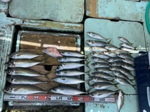 マアジ・マサバ