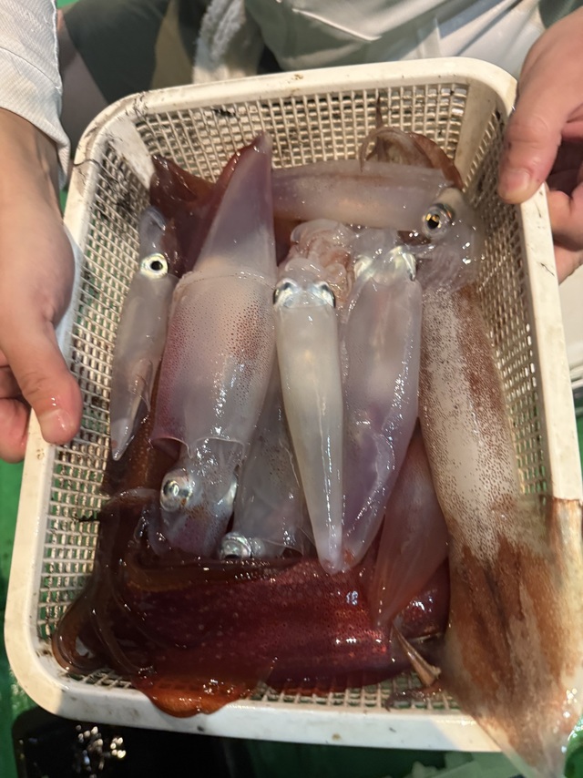 アカイカ(ケンサキイカ)・スルメイカ