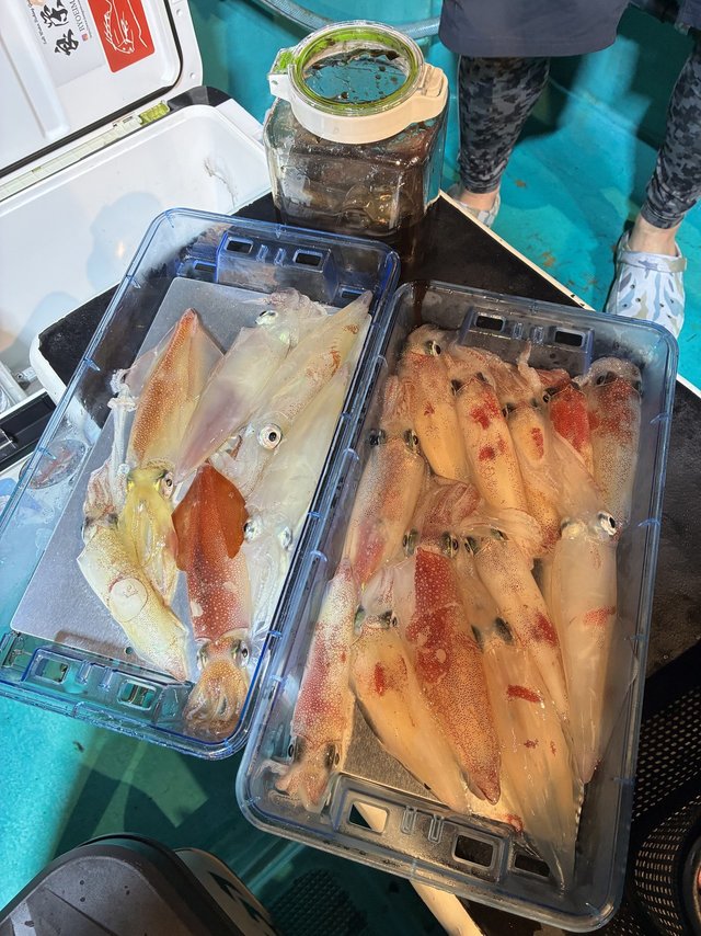 アカイカ(ケンサキイカ)