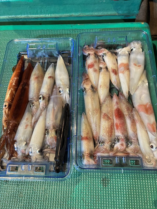 アカイカ(ケンサキイカ)