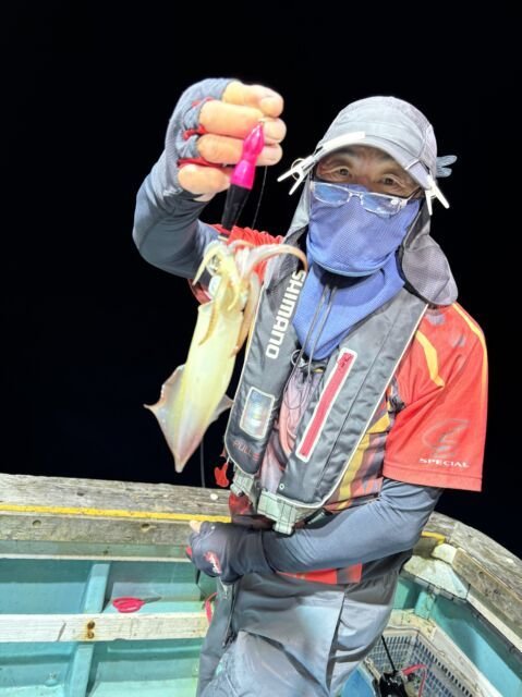 マイカ(ケンサキイカ)