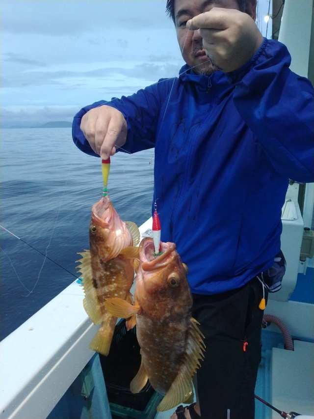 アコウ(キジハタ)