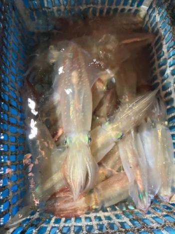 マイカ(ケンサキイカ)