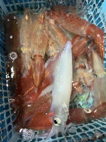 マイカ(ケンサキイカ)