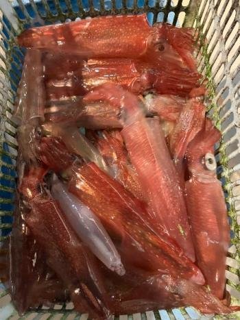 マイカ(ケンサキイカ)