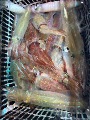 マイカ(ケンサキイカ)