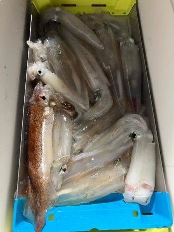 マイカ(ケンサキイカ)