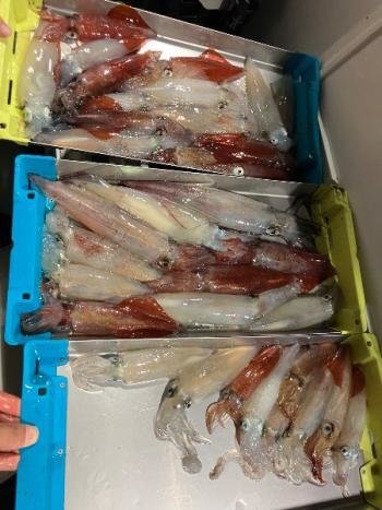 マイカ(ケンサキイカ)