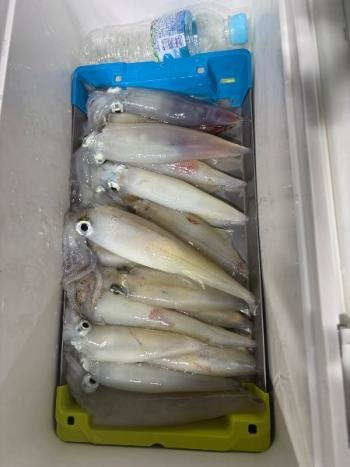 マイカ(ケンサキイカ)