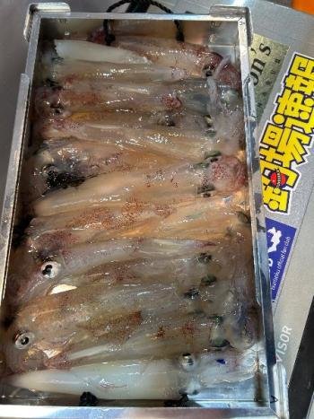 マイカ(ケンサキイカ)