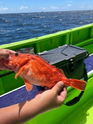 カンコ(ウッカリカサゴ)