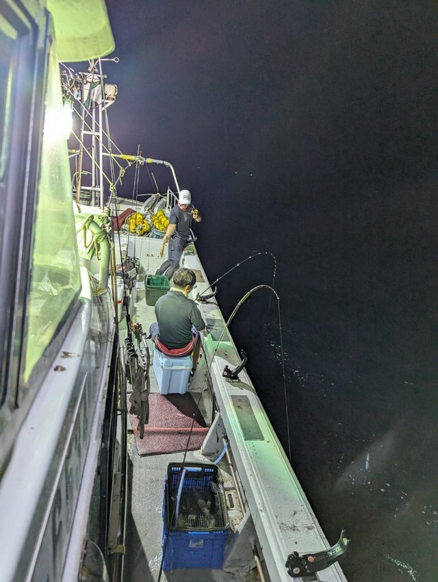 イカ(ケンサキイカ)