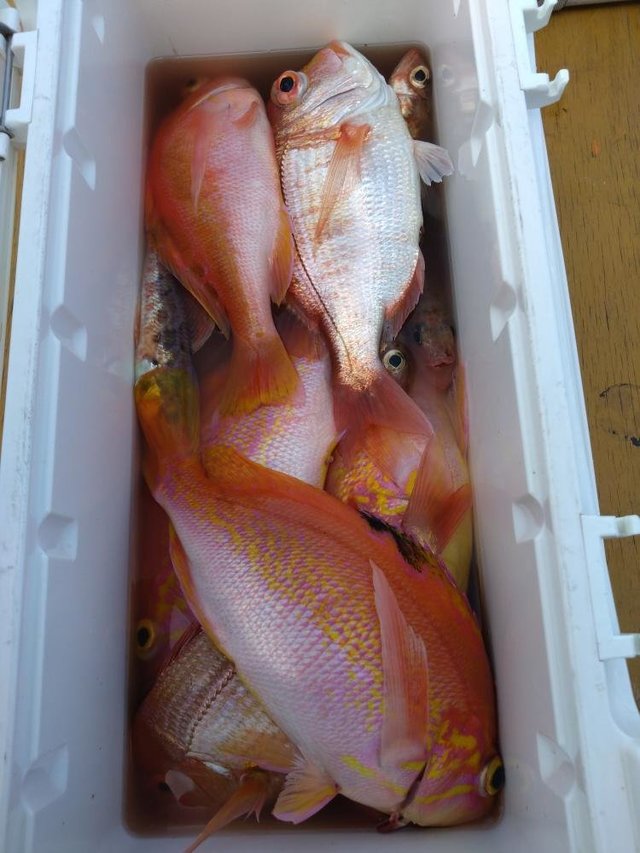 レンコダイ(キダイ)