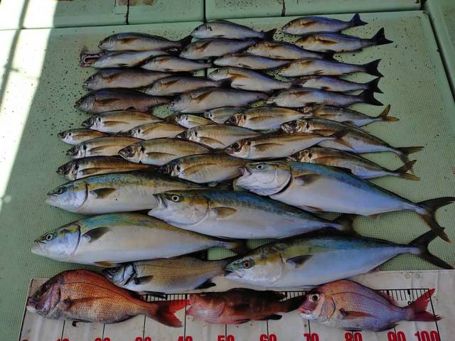 タイ(マダイ)・ヒラスズキ・アジ(マアジ)・ハマチ(ブリ)・イサギ(イサキ)