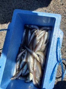 キス(シロギス)