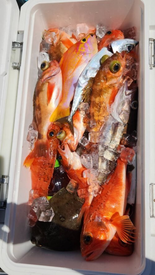 アヤメカサゴ・ユメカサゴ