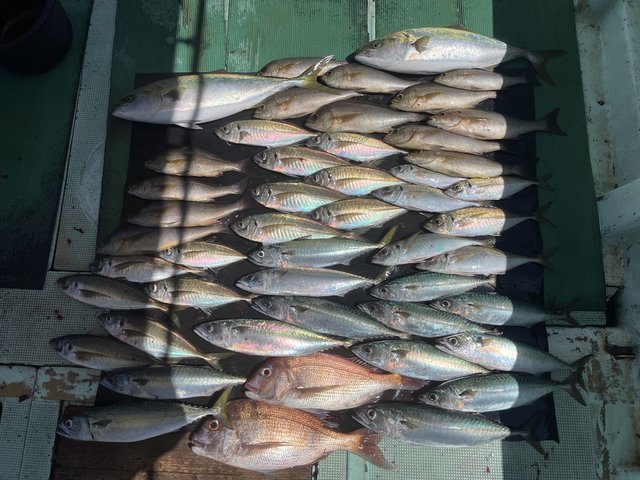 マダイ・マアジ・メジロ(ブリ)・イサキ・マサバ