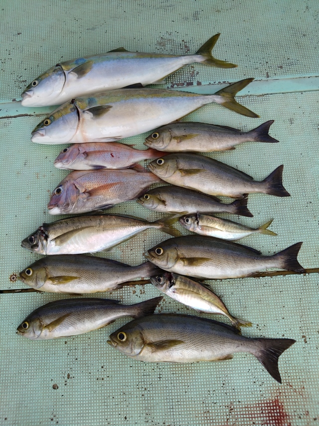 タイ(マダイ)・アジ(マアジ)・ハマチ(ブリ)・イサギ(イサキ)