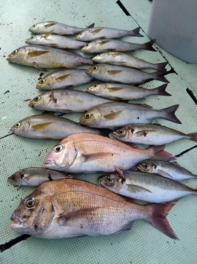 タイ(マダイ)・アジ(マアジ)・イサギ(イサキ)