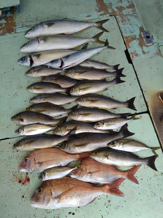 タイ(マダイ)・アジ(マアジ)・ハマチ(ブリ)・イサギ(イサキ)・サバ(マサバ)
