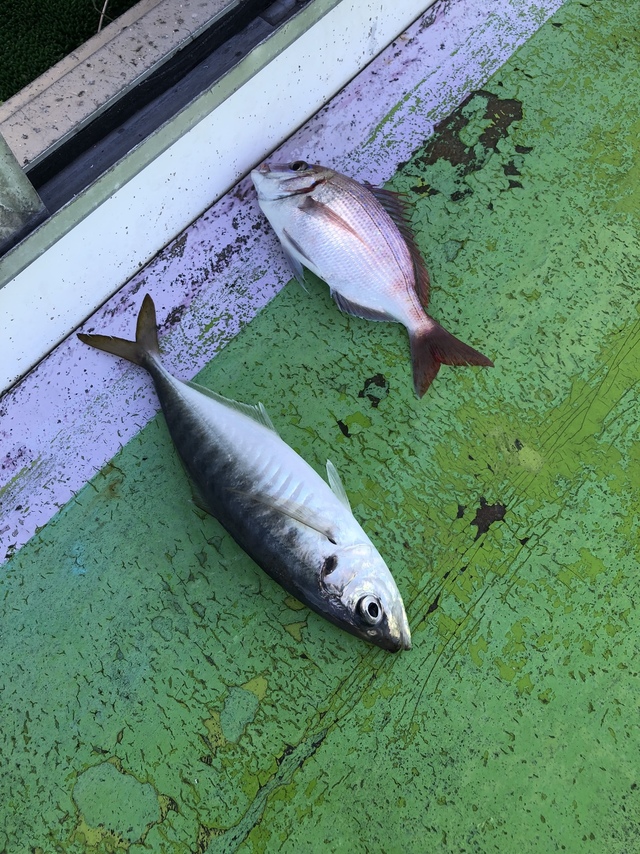 ハナダイ(チダイ)