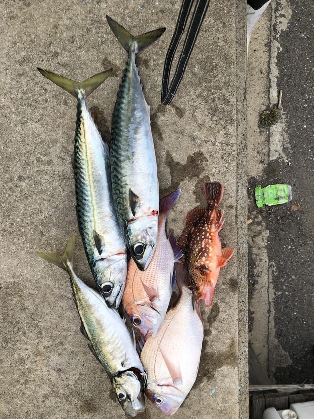 ハナダイ(チダイ)