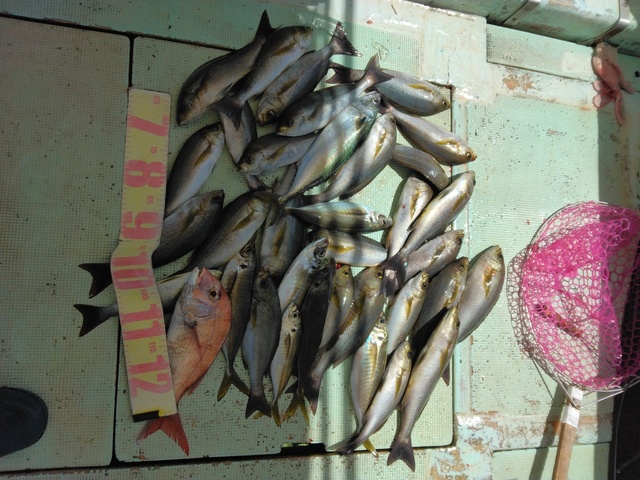 マダイ・マアジ・イサギ(イサキ)・マサバ