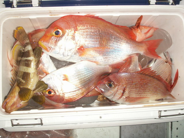 レンコ(キダイ)・チダイ・ハタ(マハタ)