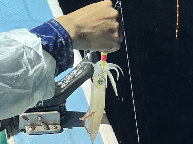 イカ(ケンサキイカ)