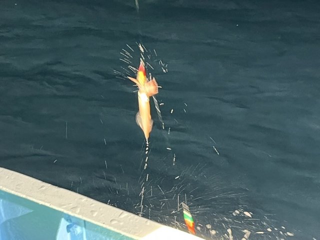 イカ(ケンサキイカ)