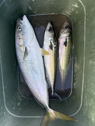 イナダ(ブリ)・サバ(ゴマサバ)