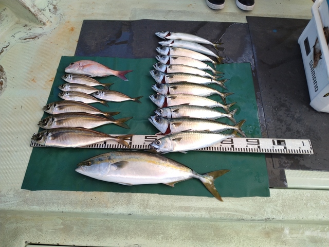 マダイ・マアジ・ハマチ(ブリ)・マサバ