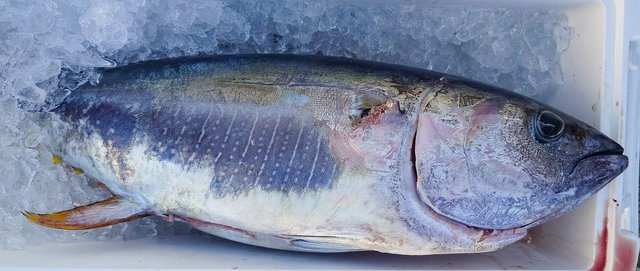 キメジ(キハダ)