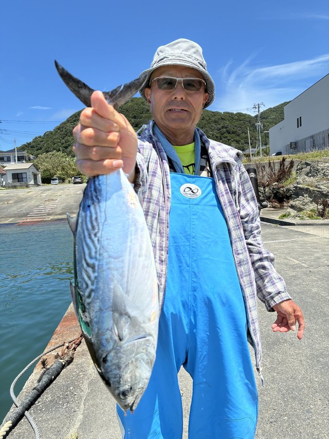 スマガツオ(スマ)