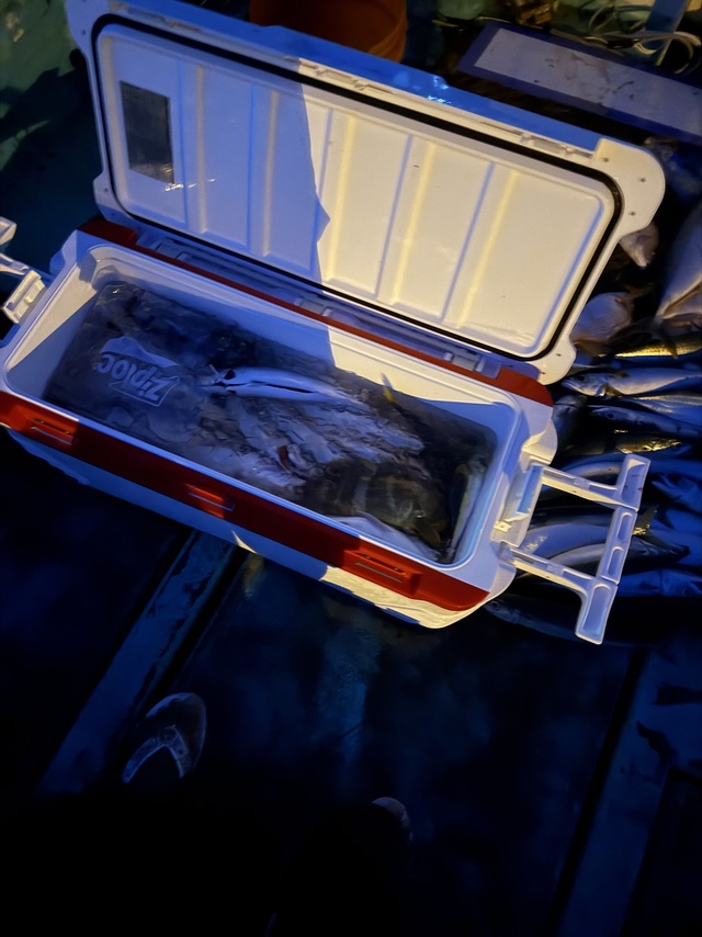 サバ(ゴマサバ)