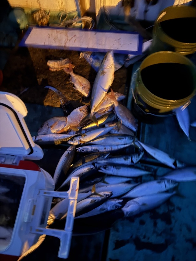 タイ(マダイ)・アオハタ・サバ(ゴマサバ)