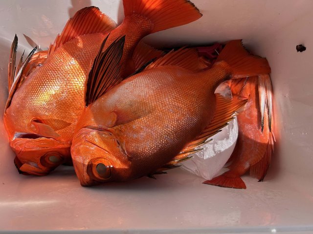 チカメ(チカメキントキ)