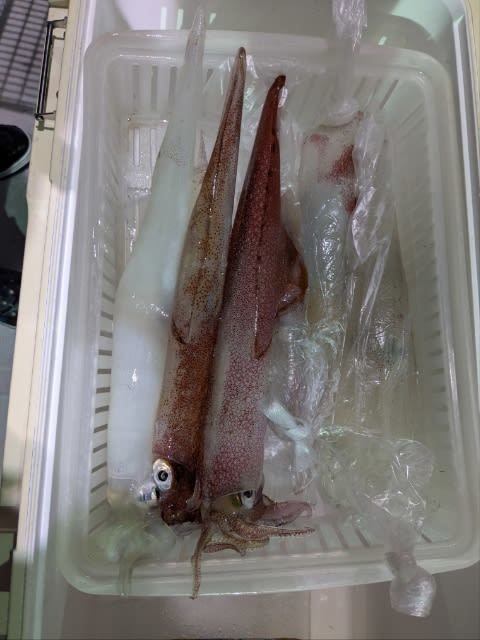 アカイカ(ケンサキイカ)