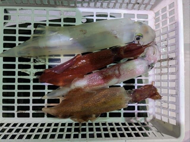 アカイカ(ケンサキイカ)