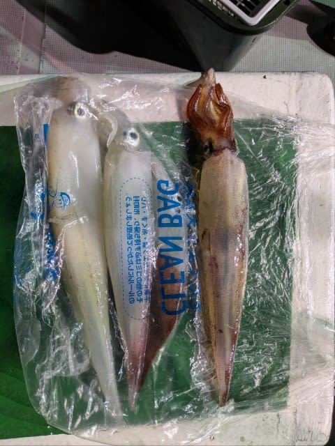 アカイカ(ケンサキイカ)