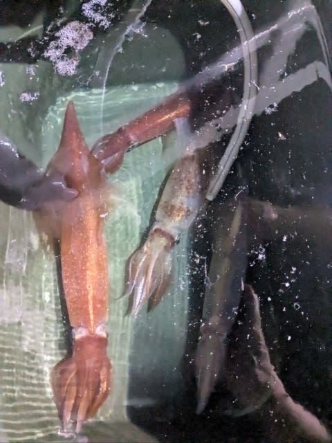 アカイカ(ケンサキイカ)