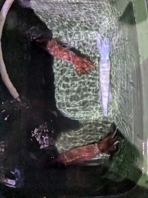 アカイカ(ケンサキイカ)