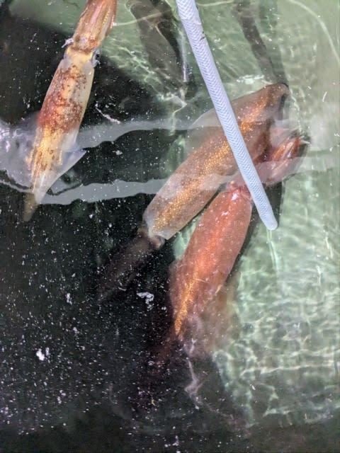 アカイカ(ケンサキイカ)