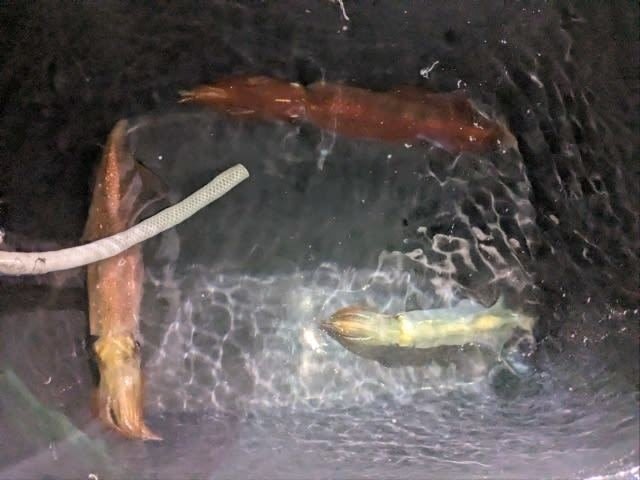 アカイカ(ケンサキイカ)