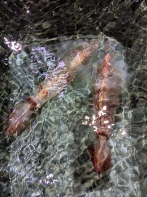 アカイカ(ケンサキイカ)