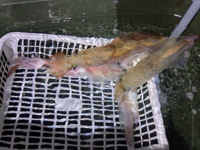 アカイカ(ケンサキイカ)